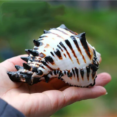Doğal Kabuklu Kabukları Siyah Zebra Murex ABD Siyah Murex Balık Tankı Platformu Peyzaj Yaratıcı Hediye Mercan Görüntü  1