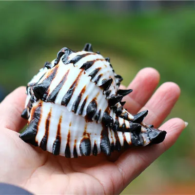 Doğal Kabuklu Kabukları Siyah Zebra Murex ABD Siyah Murex Balık Tankı Platformu Peyzaj Yaratıcı Hediye Mercan Görüntü  4