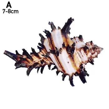 1 ADET Doğal kabuklu deniz hayvanı kabuğu Kabuklu Ev Dekorasyon Kabuklu Münzevi Yengeç Kabuğu Mikro peyzaj Akdeniz Süsler Örnekleri