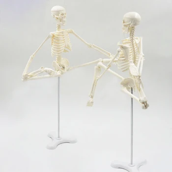 45CM insan anatomisi anatomisi iskelet modeli Tıbbi Poster Tıbbi Öğrenmek Yardım