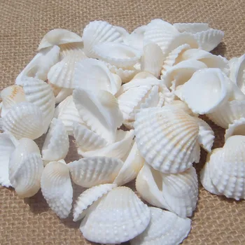 HappyKiss 100 adet/grup Doğal hashima sallei beyaz kabuklu deniz ürünleri beyaz kabuk yangtz dıy concn doğal kabukları parti